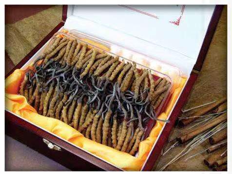 延边朝鲜族冬虫夏草回收